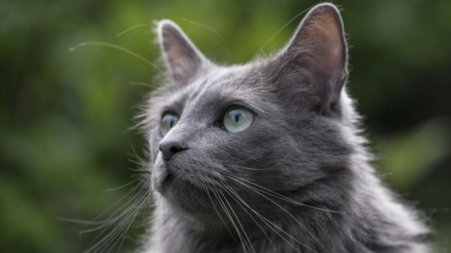 nebelung cat breeders