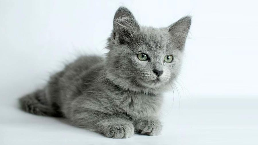 nebelung cat breeders