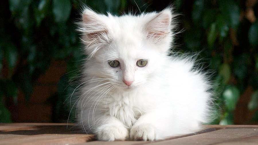 norwegian forest cat kitten white