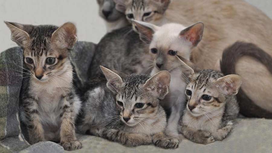 oriental shorthair tabby kitten