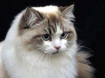 How Much Does A Ragamuffin Cat Cost