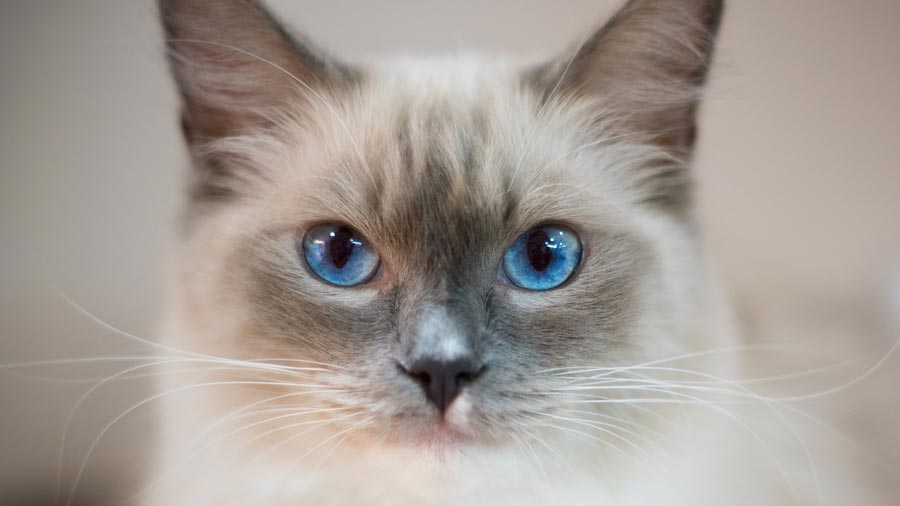 17 Of The Prettiest Ragdoll Cats On The Internet