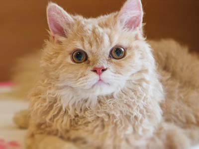 16 Long-Haired Cat Breeds – PureWow
