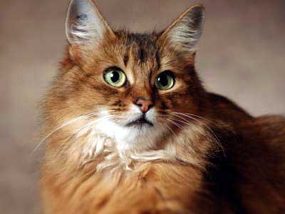 Cat Breeds: 56 Cute Types of Cats in the World • 7ESL