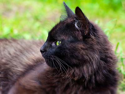 22 Beautiful Black Cat Breeds - Unique Types of Black Cats